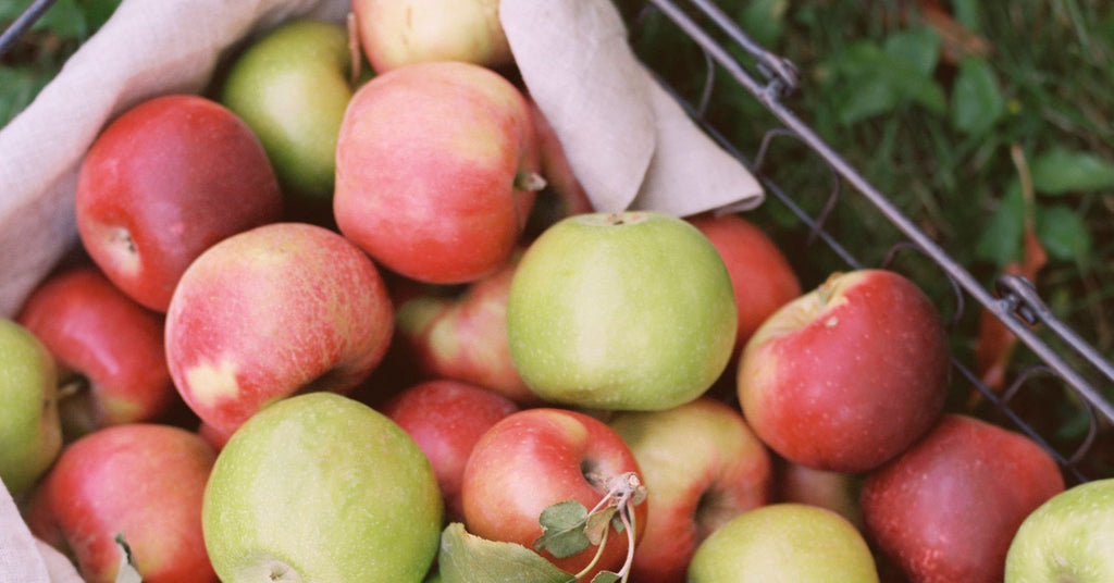 Apple Harvest Activities in October